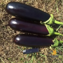 Миринда F1 семена баклажана раннего (Lark Seeds)