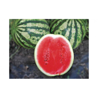 Найсі F1 (KS 638 F1) насіння кавуна раннього (Kitano Seeds)