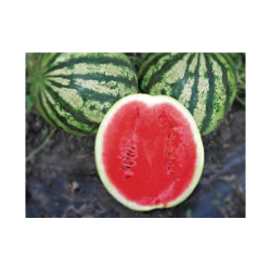 Найсі F1 (KS 638 F1) насіння кавуна раннього (Kitano Seeds)