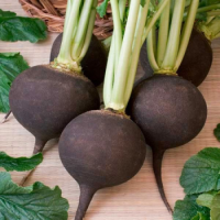Сквирская Черная семена редьки (Satimex)