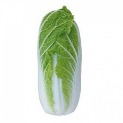 Тенсай (КС 374) F1 насіння капусти пекінської (Kitano Seeds)