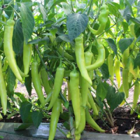 КС 65 F1 семена горького перца (Kitano Seeds)