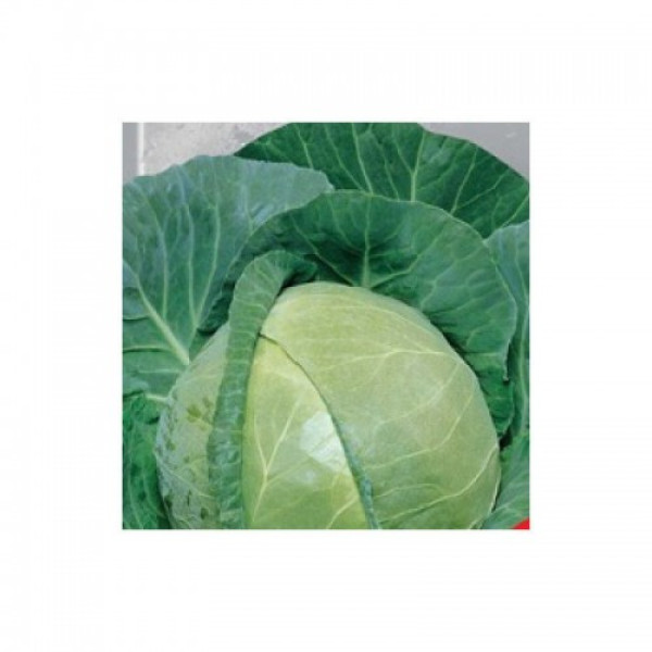 Харківська зимова насіння капусти білоголової (Hortus)
