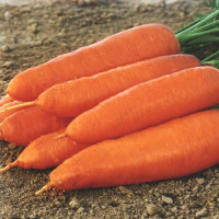 Корина семян моркови (Moravoseed)