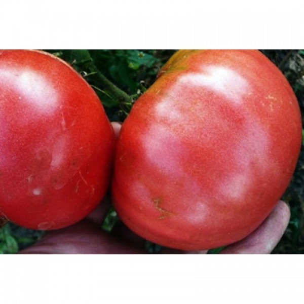Король-гігант насіння помідора індетермінантного (GL Seeds)