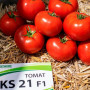 Манамі F1 (КС 21 F1) насіння помідора індетермінантного (Kitano Seeds)