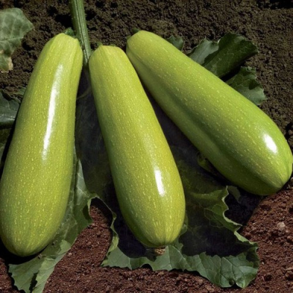 Язума F1 (КС 3714 F1) семена кабачка (Kitano Seeds)