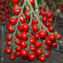 Итиро F1 (КС 4559 F1) семена помидора черри индетерминантные (Kitano Seeds)