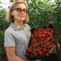 Итиро F1 (КС 4559 F1) семена помидора черри индетерминантные (Kitano Seeds)