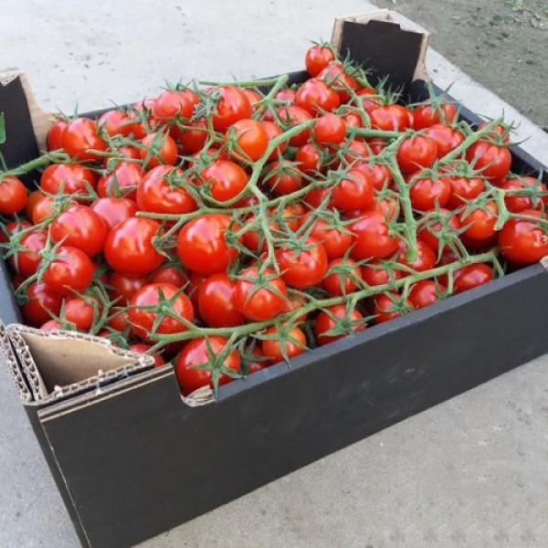 Итиро F1 (КС 4559 F1) семена помидора черри индетерминантные (Kitano Seeds)