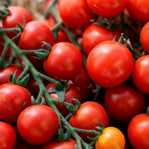 Итиро F1 (КС 4559 F1) семена помидора черри индетерминантные (Kitano Seeds)
