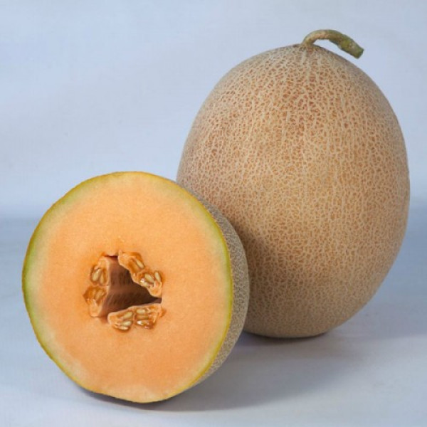 Трибека F1 (KS 6147 F1) семена дыни (Kitano Seeds)