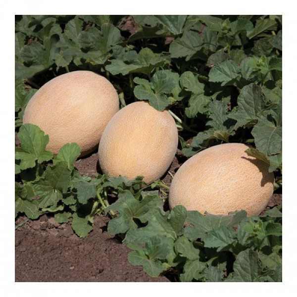 Трибека F1 (KS 6147 F1) семена дыни (Kitano Seeds)