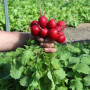 Кварта семян редиса (Semo)