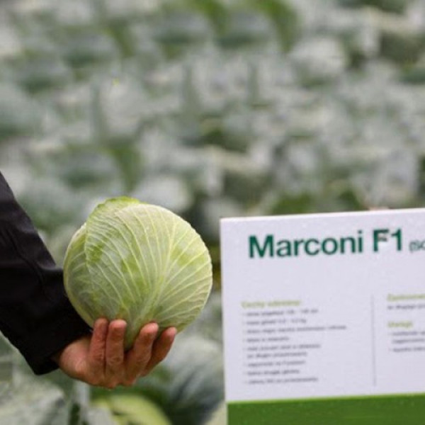 Марконі F1 насіння капусти білоголової (Syngenta)