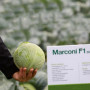 Марконі F1 насіння капусти білоголової (Syngenta)