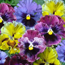 Мастерпіс Рококо Мікс (mix) насіння віоли (Floragran)