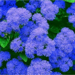 Агератум Мексиканський синій (blue) насіння (Moravoseed)