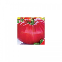 Миллионер семян помидора индетерминантного (GL Seeds)