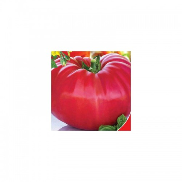 Мільйонер насіння помідора індетермінантного (GL Seeds)