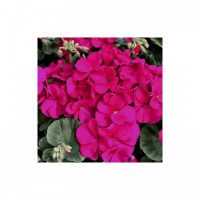 Мультіблум F1 фіолетова (Multibloom F1 Purple) насіння пеларгонії (Syngenta)