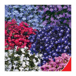 Нитка перлів насіння лобелії (GL Seeds)