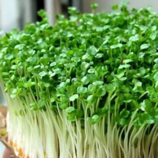 Новачок (3 врожаї) набір для вирощування мікрозелені (Agrocity)