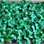 Новачок (3 врожаї) набір для вирощування мікрозелені (Agrocity)