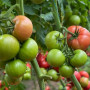 Пінк Нагетс F1 насіння томата індетермінантного (Yuksel)