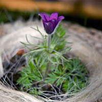 Пінвіл (Pinwheel) синя насіння сон-трави