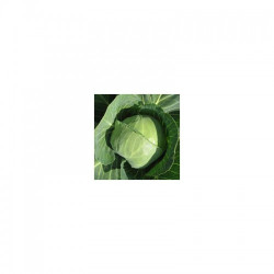 Престар F1 насіння капусти білоголової (Takii Seeds)