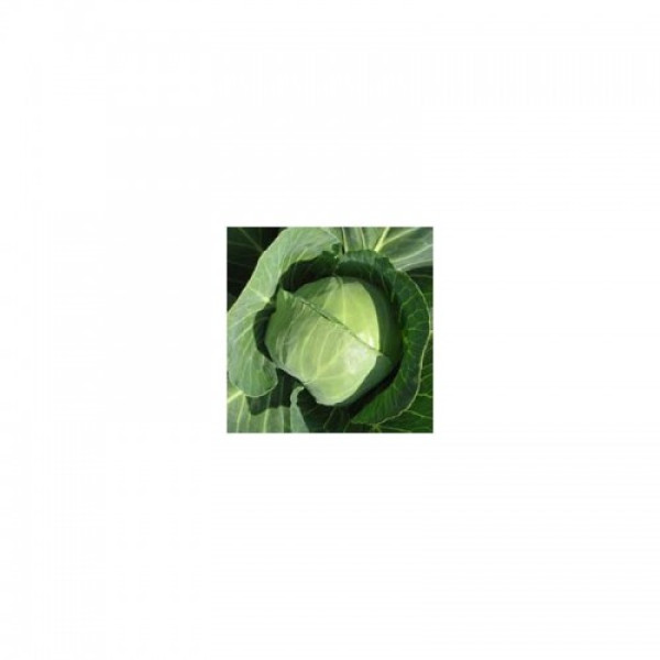 Престар F1 насіння капусти білоголової (Takii Seeds)