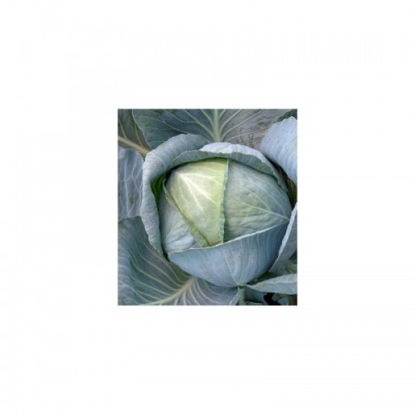 Престар F1 насіння капусти білоголової (Takii Seeds)