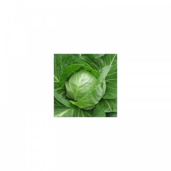 Престар F1 насіння капусти білоголової (Takii Seeds)