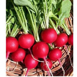 Престо насіння редиски (Satimex СДБ)