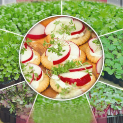 Редиска насіння мікрозелені (Seedera)
