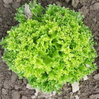 Рекорд семян салата тип Лолло Бионда (Moravoseed)