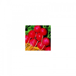 Сакса 2 новые семена редиса (Satimex)