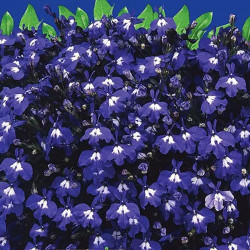 Сапфір насіння лобелії (GL Seeds)
