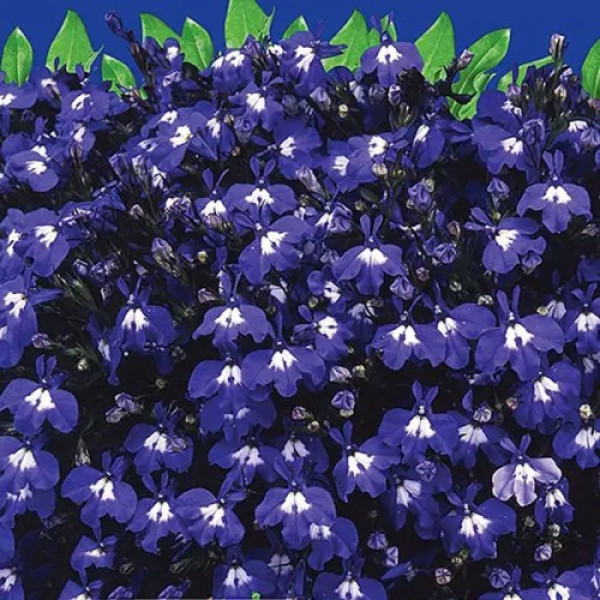 Сапфір насіння лобелії (GL Seeds)