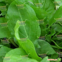 Широколистные семена щавеля (Satimex)