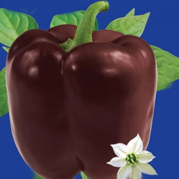 Шоколадное чудо семян перца сладкого среднеспелого 140-160 гр.(GL Seeds)
