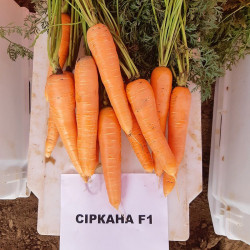 Сирана F1 (1,6-1,8) семян моркови Нантес средней 110-120 дн. 18-21 см (Nunhems)