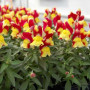 Снеппі F1 червоно-желтый (red&yellow) насіння антірінума карликового (Hem Genetics)