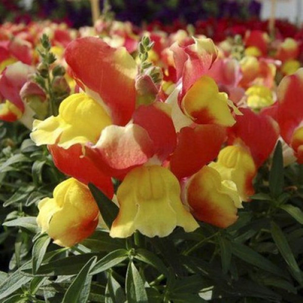 Снеппі F1 червоно-желтый (red&yellow) насіння антірінума карликового (Hem Genetics)