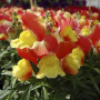 Снеппі F1 червоно-желтый (red&yellow) насіння антірінума карликового (Hem Genetics)