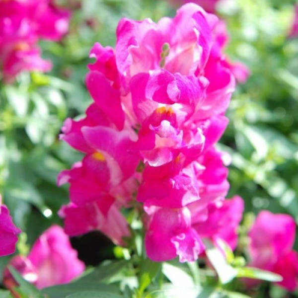 Снеппі F1 рожевий (pink) насіння антірінума карликового (Hem Genetics)