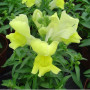 Снеппі F1 жовтий (yellow) насіння антірінума карликового (Hem Genetics)