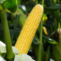 Стронгстар F1 семена кукурузы суперсладкой Sh2 ранней 71 дн. 23 см 18 лет (Syngenta)