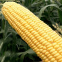 Стронгстар F1 семена кукурузы суперсладкой Sh2 ранней 71 дн. 23 см 18 лет (Syngenta)
